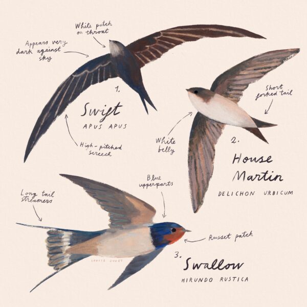 Swift, Swallow, Martin