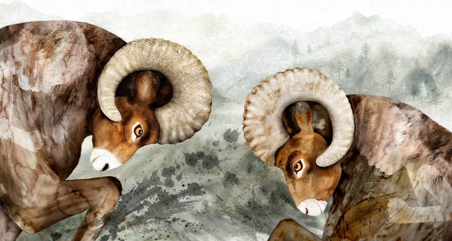 Two angry rams head-butting. Image for picture book WILD  BEINGS.