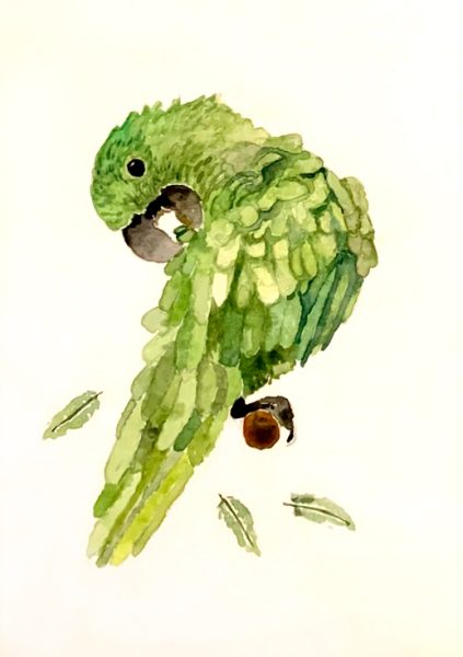 Watercolour parrot