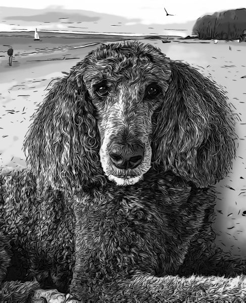 Black and White Dog Beach Poodle