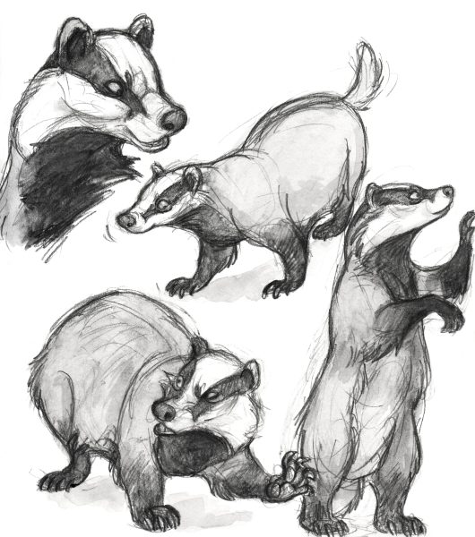 Badger Sketches