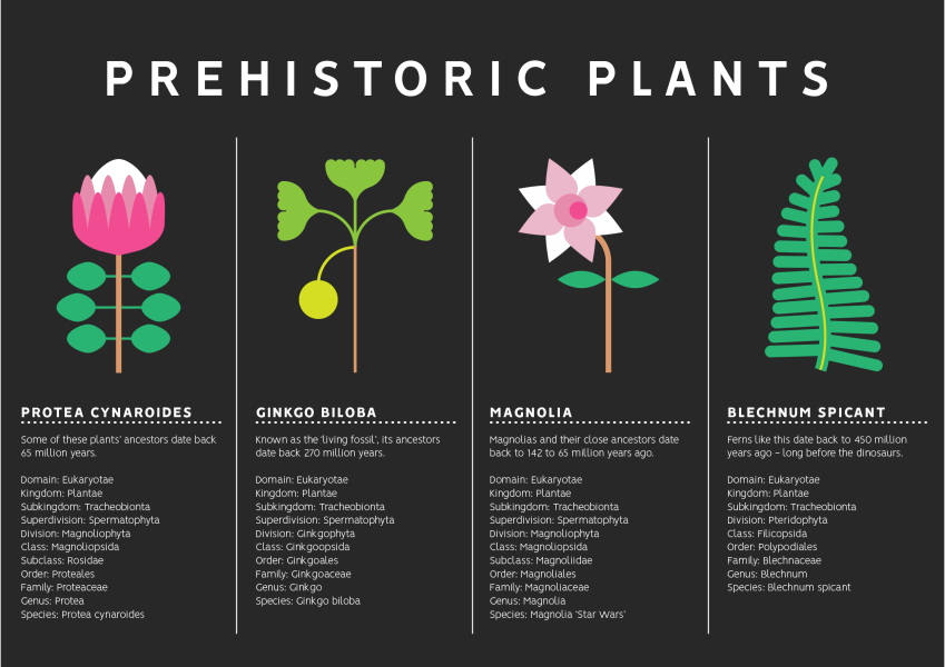 Prehistoric Plants