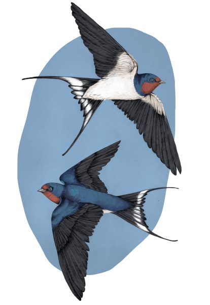 swallows