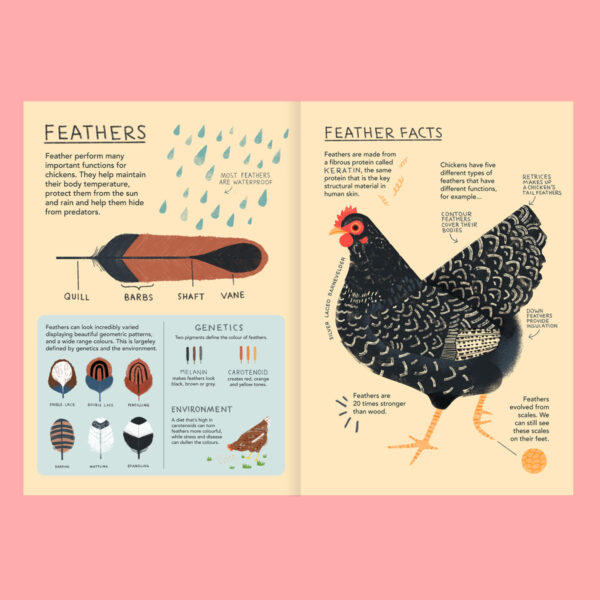 Chicken feathers non-fiction book spread sample