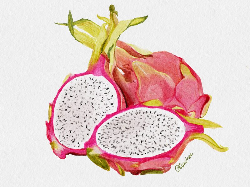 Dragon fruit, digital watercolor