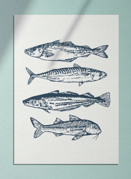 Jersea Sustainable Fishing Illustrations