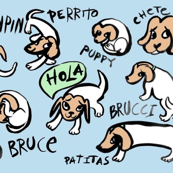 Brucci the puppy