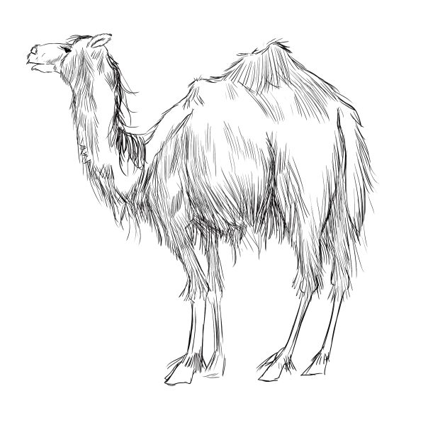 camel copy