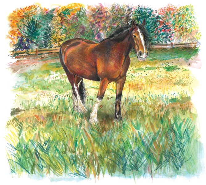 Cherith Harrison Horse in Field