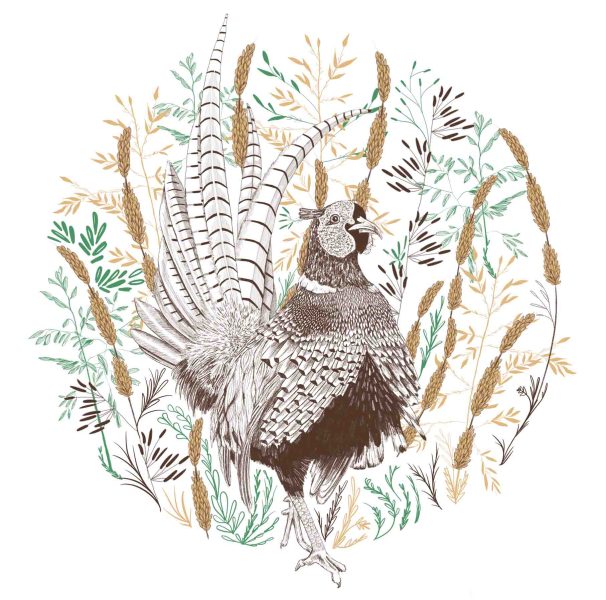 Cherith Harrison Spot Illustrations Pheasant