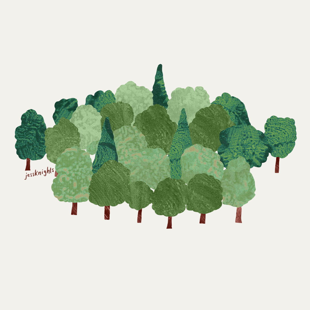 Forest of Avon for Socials 5