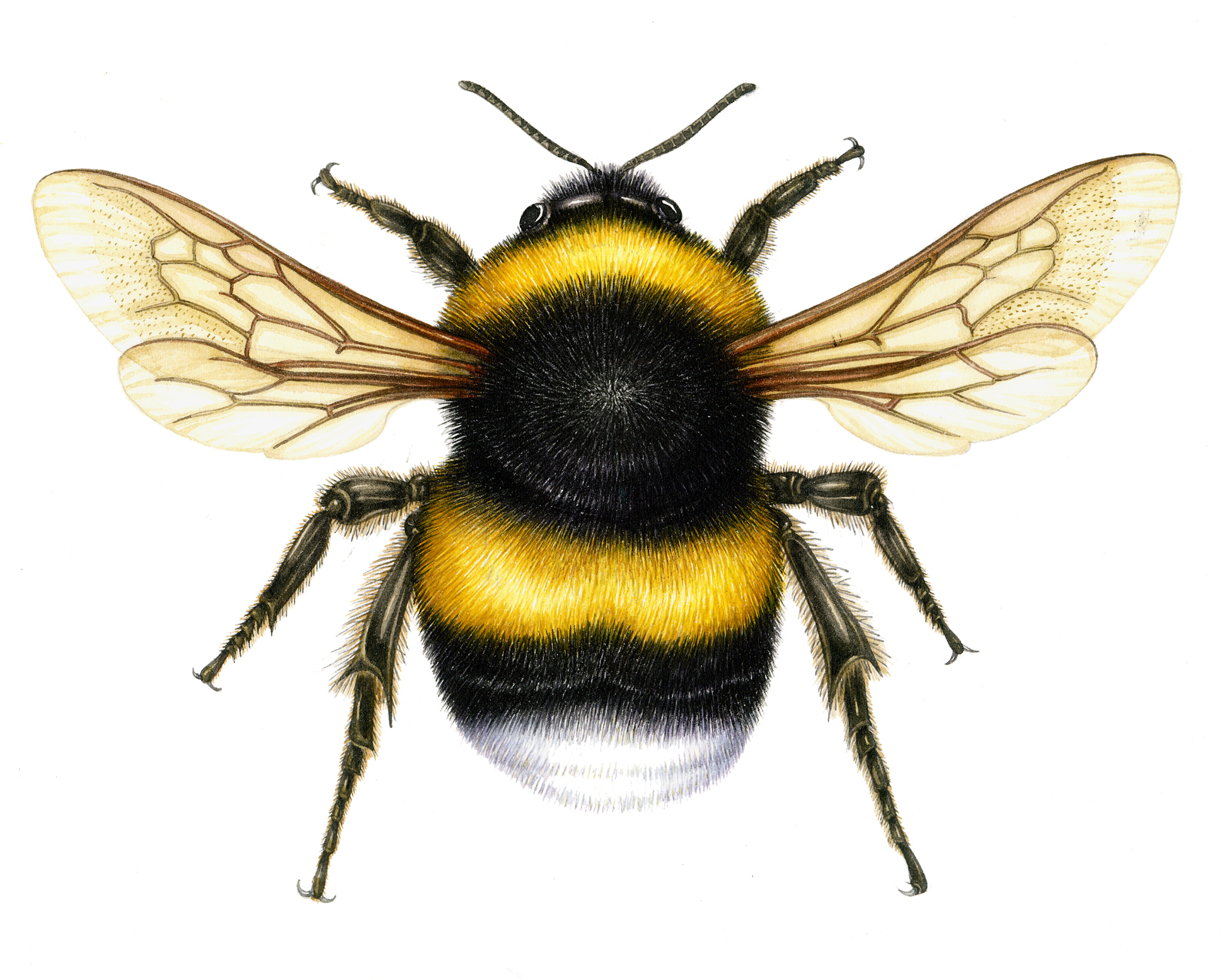 White Tailed Bumble Bee : - World illustration Awards