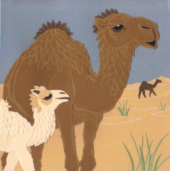 Camel Family