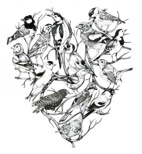 Bird Heart