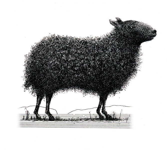 Black Sheep Wine Label Image