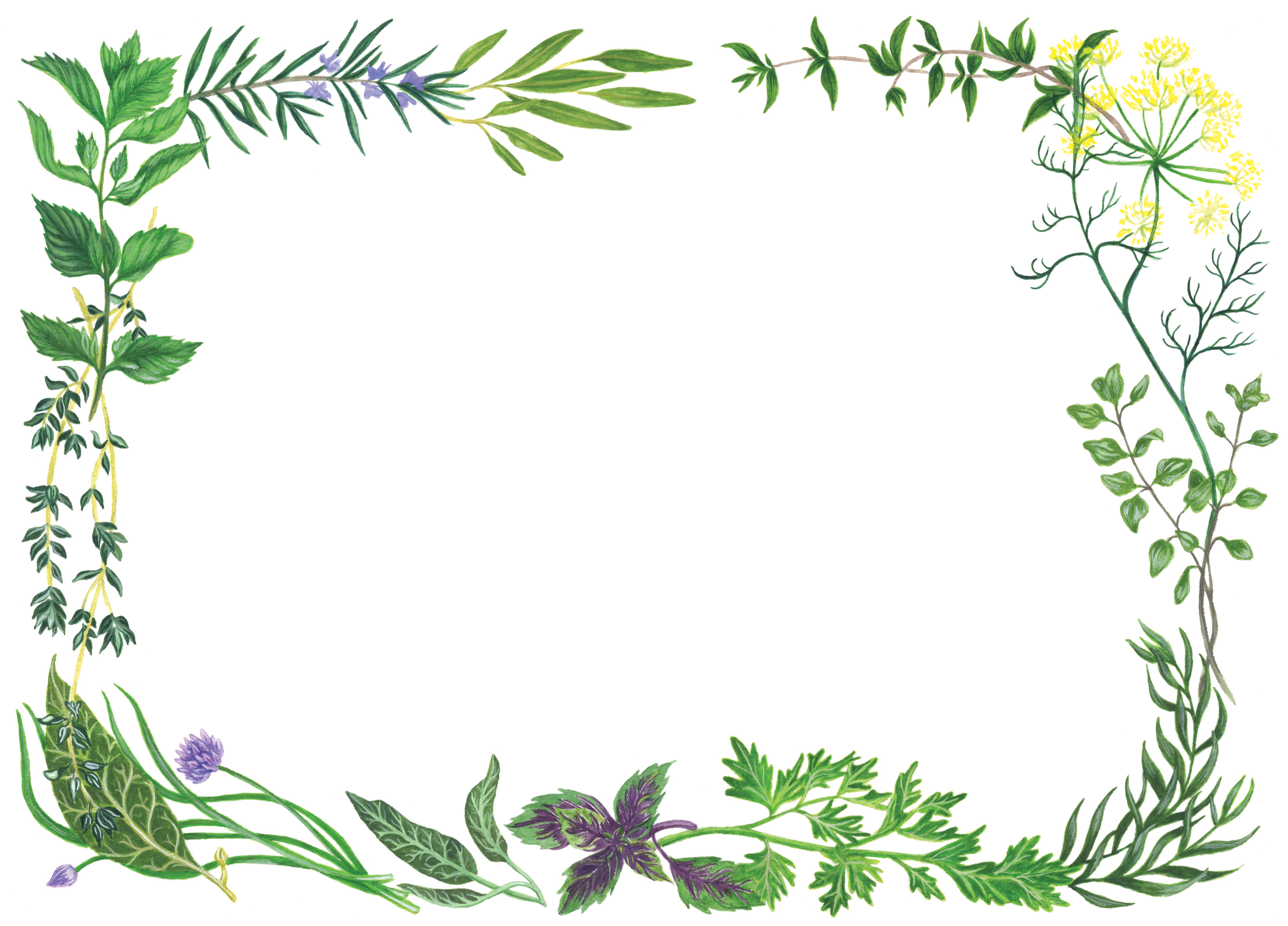 Herbaceous borders