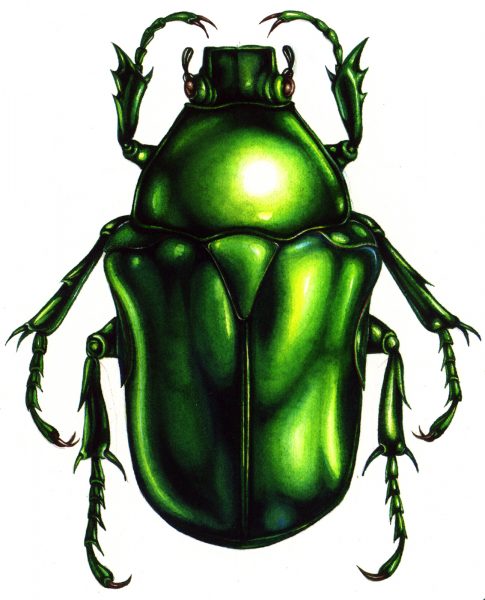 Heterorrhina elagans beetle
