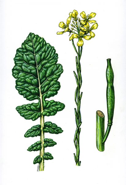 Hoary Mustard