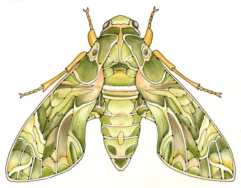 Oleander Moth