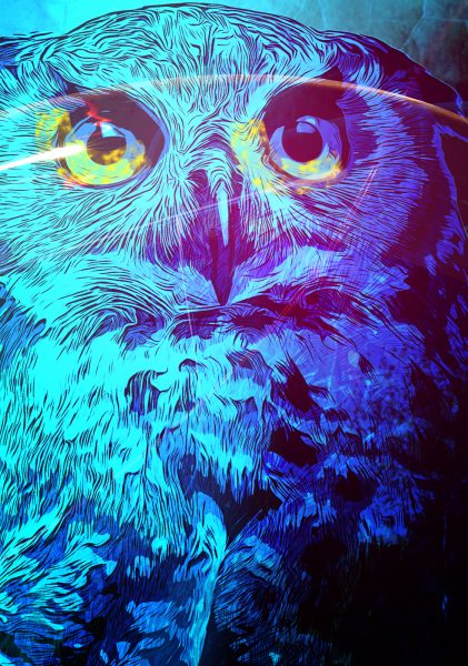 Owl & The Night