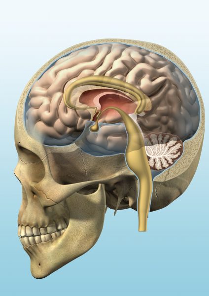 Skull & brain
