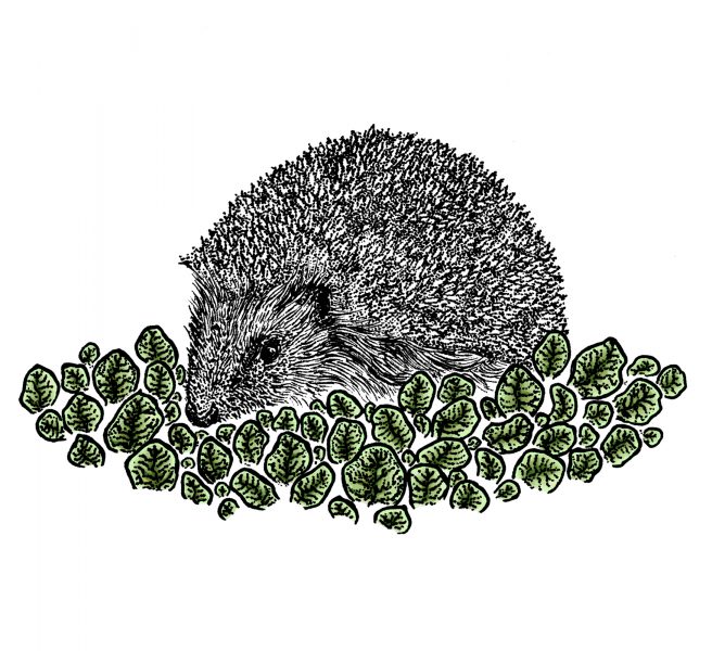 Spring Hedgehog